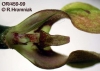 Bulbophyllum antenniferum  (14)